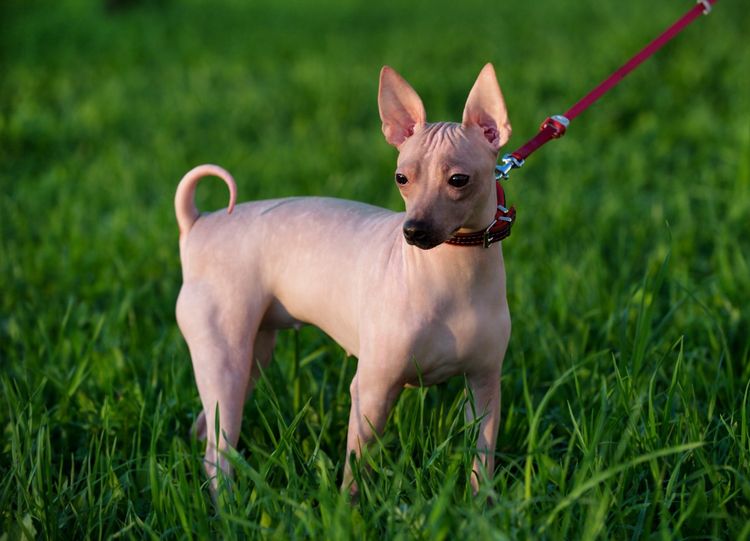American Hairless Terrier Nackthund auf Gras