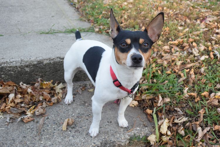 American Rat Terrier, Terrier aus Amerika, braun weiße Hunderasse, kleiner Hund mit Stehohren, Portrait eines kleinen Hundes, Begleithund, Familienhund, dreifärbige Hunde mit großen Ohren, kleine Hunderasse