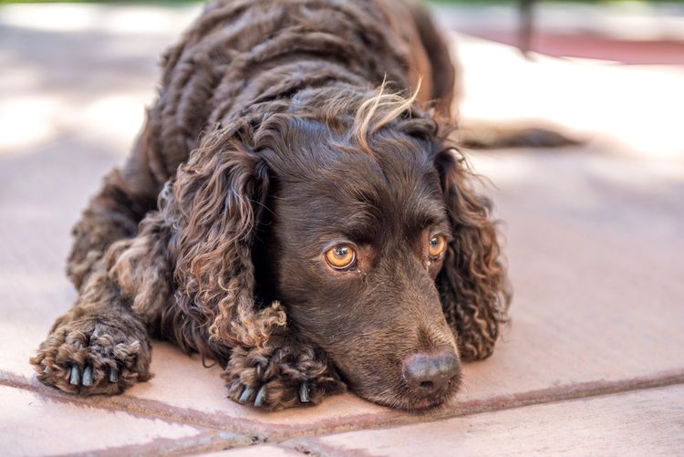 Amerikanischer Wasserspaniel braun, American Water Spaniel schokoladenbraun, kleiner Jagdhund mit welligem Fell