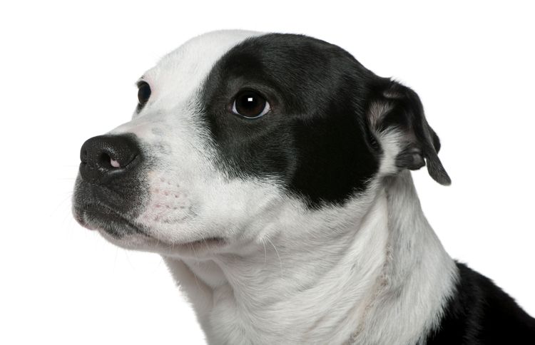 Amstaff Border Collie Mix American Staffordshire Terrier Mischling Hund,Halsband,Hunderasse,Fleischfresser,Schnurrhaare,Begleithund,Arbeitstier,Hundehalsband,Sportliche Gruppe,Fell,