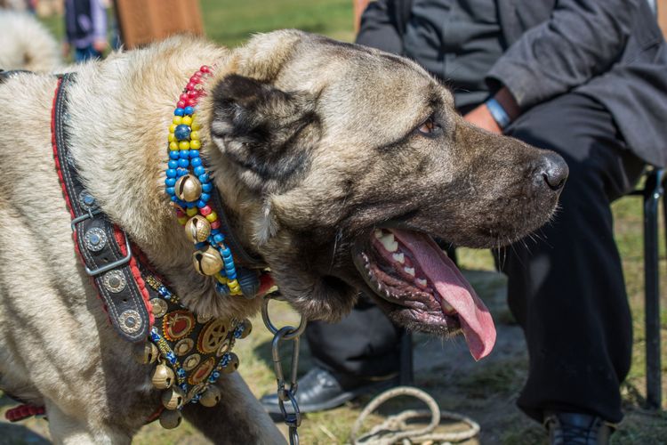 Hund, Säugetier, Wirbeltier, Canidae, Hunderasse, Schnauze, Fleischfresser, Hundehalsband, Halsband, Exterieurausstellung, Anatolischer Hirtenhund mit buntem Perlenhalsband