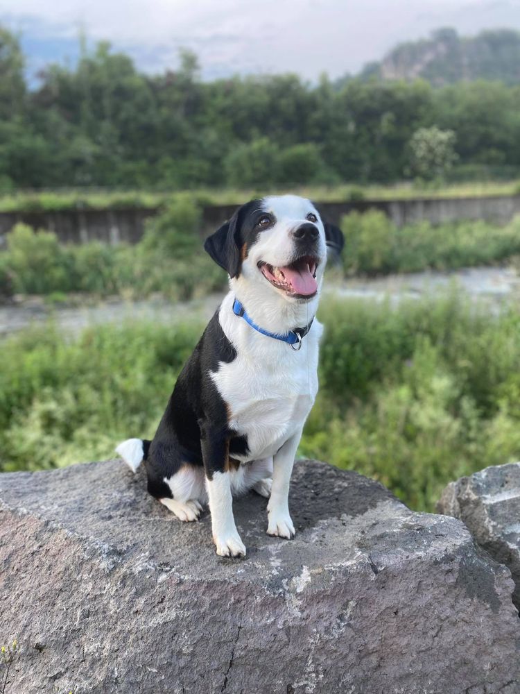 Hund,Pflanze,Himmel,Fleischfresser,Halsband,Hunderasse,Baum,Wolke,Begleithund,Hundehalsband,