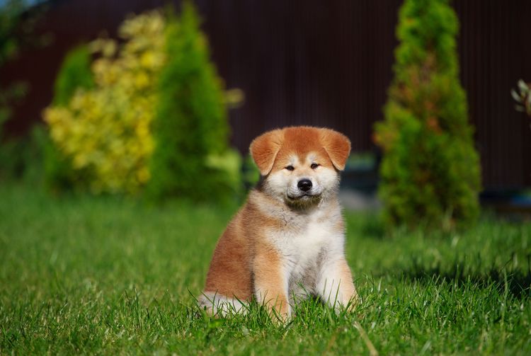 Perro, mamífero, vertebrado, raza de perro, Canidae, cachorro, perro de compañía, carnívoro, Akita, hierba, cachorro de Akita Inu sentado en un prado