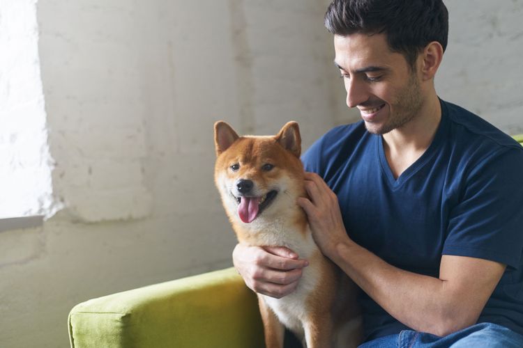 Hund, Säugetier, Wirbeltier, Canidae, Shiba inu, Fleischfresser, Hund ähnlich Akita inu, Hunderasse, Shiba sitzt bei Besitzer auf der grünen Couch, kleine Hunderasse mit eingerollter Rute und Stehohren und sehr dichtem Fell, rote Hunderasse, Hund ähnlich Fuchs, sture Hunderasse, Japan Hund