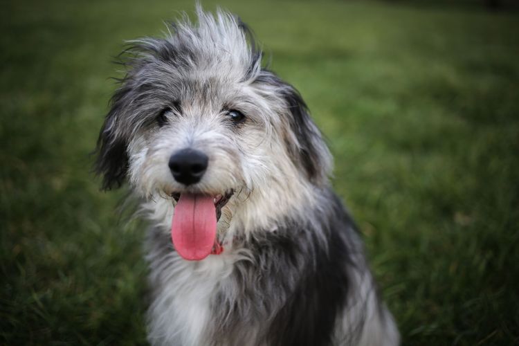 Aussiedoodle mit Zunge Hund, Säugetier, Wirbeltier, Hunderasse, Canidae, Fleischfresser, grauer Aussiedoodle mit Zunge