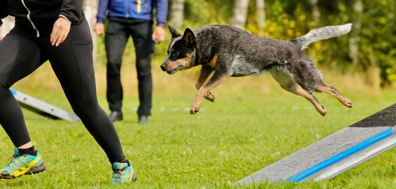 Australian Cattle Dog springt Australian Cattle Dog im Training, kleiner braun schwarzer Hund mit weißen Punkten und Stehohren, australische Hunderasse