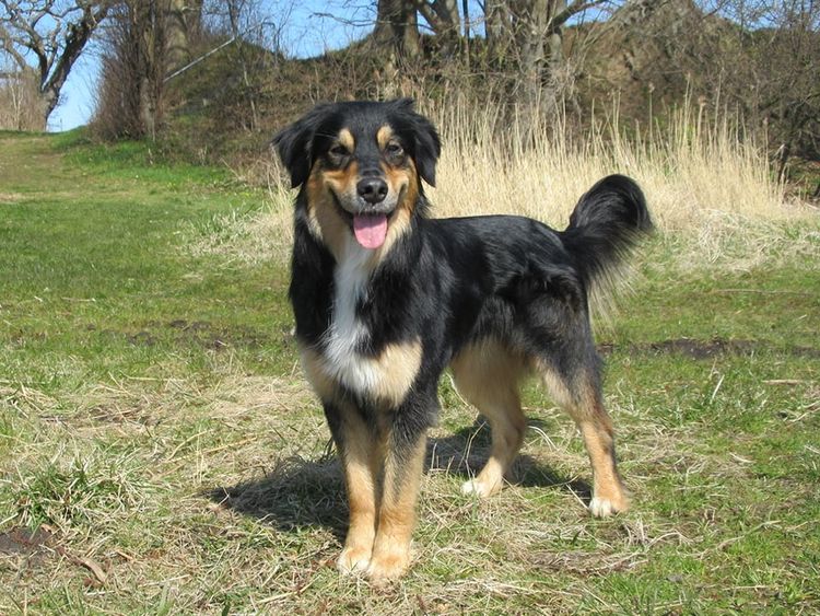 Hund,Fleischfresser,Hunderasse,Begleithund,Baum,Schnauze,Pflanze,Himmel,Sportliche Gruppe,Canidae,