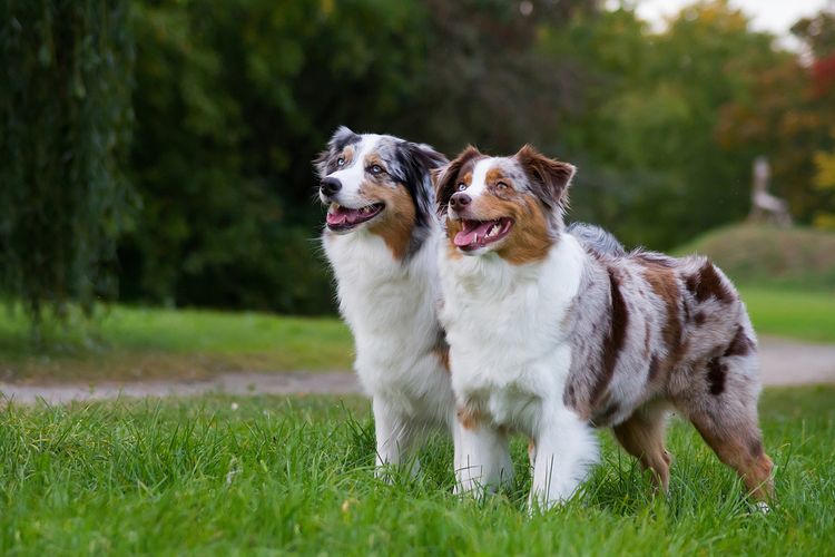 zwei große Australian Shepherd Hunde stehen Seite an Seite auf einer grünen Wiese und hecheln, Hund mit langem Fell, bunte Hunde, Hund der drei Farben und blaue Augen hat, australische Hunderasse, große Hunderasse, Kein Anfängerhund, beliebte Hunderasse, optisch sehr schöner Hund, süße Hunderasse