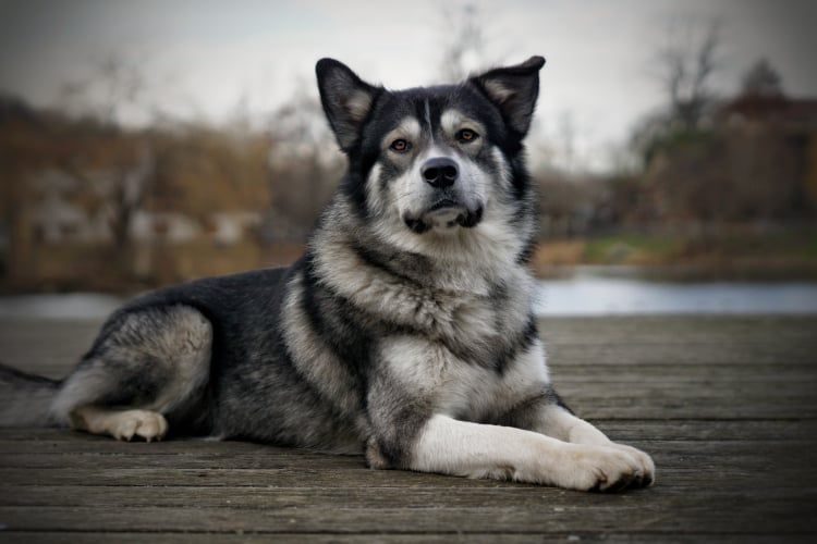 Australian Shepherd Malamute © Daina Geisler Hund,Auge,Himmel,Hunderasse,Schlittenhund,Fleischfresser,Pflanze,Grau,Baum,Schnurrhaare,