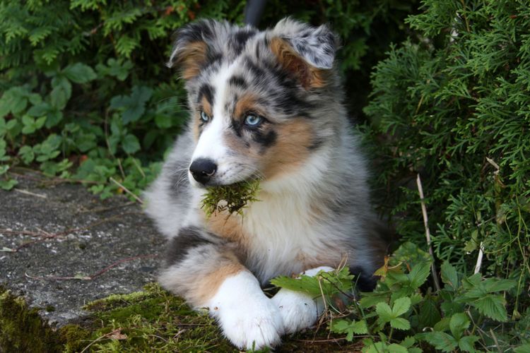 Chien, mammifère, vertébré, race de chien, Canidae, carnivore, berger australien, berger des Shetland, berger australien couché avec de l'herbe dans la bouche