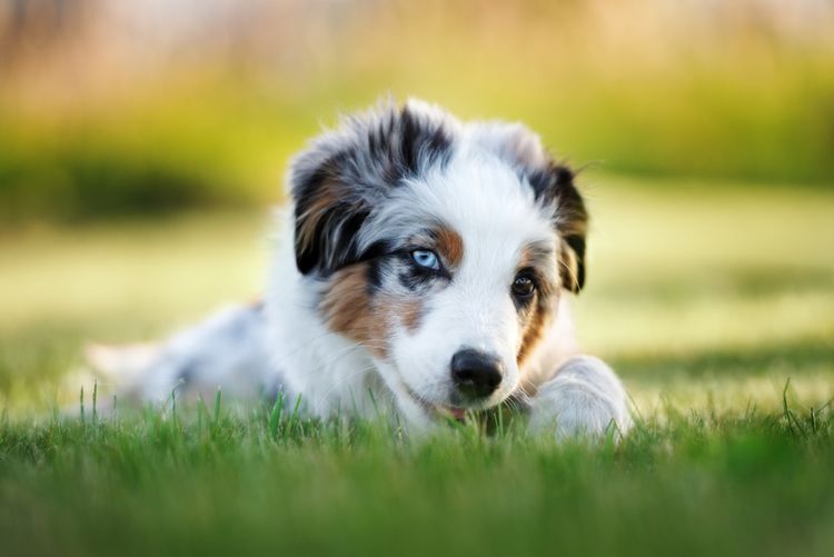 Merle colored breed Australian Shepherd puppy