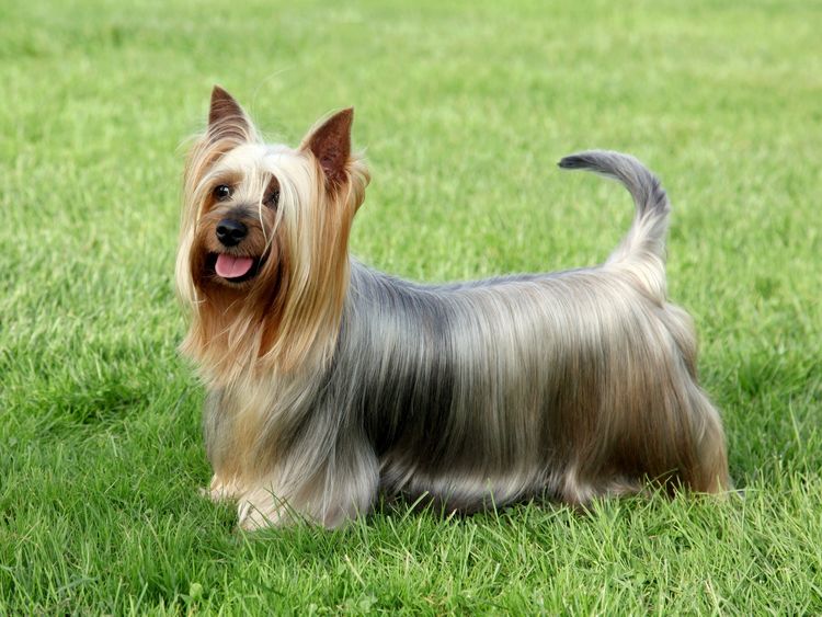 Australian Silky Terrier auf dem grünen Rasen