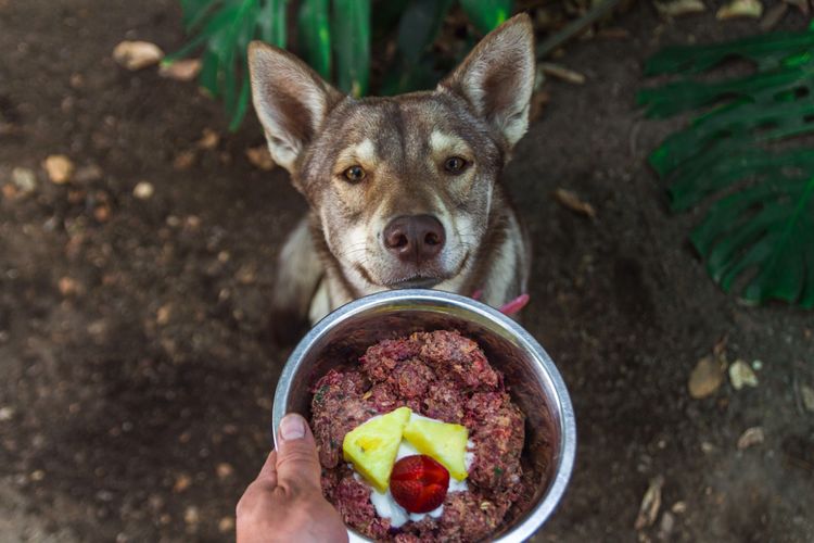 Canidae, perro, raza de perro, carnívoro, wolfdog, lobo, wolfdog, comida para perros, plato, cocina, barf, comida barf