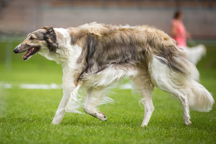 Hund,Fleischfresser,Windhund,Hunderasse,Gras,Begleithund,Barsoi,Seidener Windhund,Landtier,Hundesport,