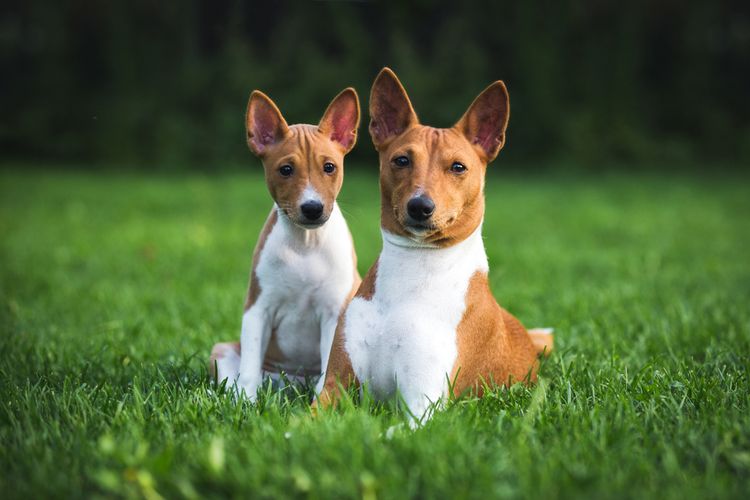 Basenji Hund braun weiß und Welpe in braun weiß, Hund mit großen Stehohren sitzt auf grüner wiese