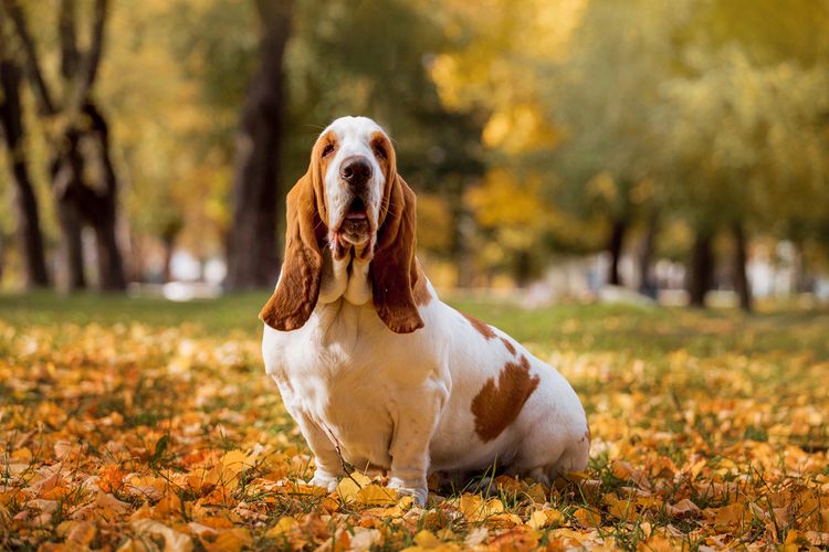 Basset sitzt auf einem Blätterhaufen, Hund mit langen Schlappohren, Hund der ähnlich Beagle aussieht, Dieser Hund neigt zu Übergewicht, braun weißer kleiner Hund