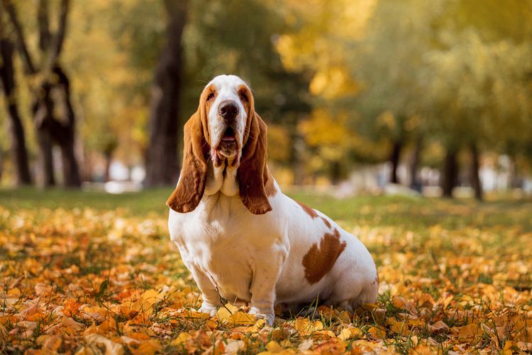 Basset ül egy halom levél, Kutya hosszú lógó fülekkel, Kutya, amely úgy néz ki, hasonló a Beagle, Ez a kutya hajlamos arra, hogy túlsúlyos, Barna fehér kis kutya