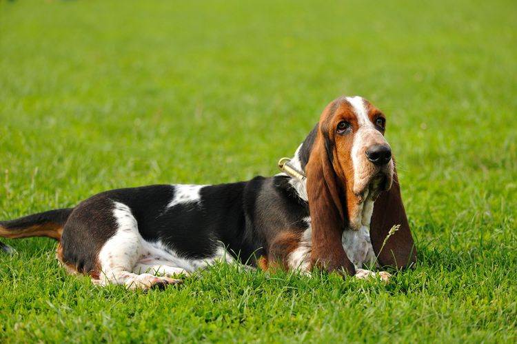 Hund,Fleischfresser,Hunderasse,Begleithund,Gras,Schnauze,Spürhund,Pflanze,Sportliche Gruppe,Jagdhund,