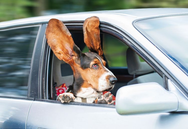 Basset Hund sitzt auf dem Beifahrerplatz mit Kopf bei offenem Fenster, die Ohren fliegen durch den Fahrtwind, Säugetier, Canidae, Fahrzeugtür, Hunderasse, Fleischfresser, Schnauze, Auto, Fahrzeug, Jagdhund,
