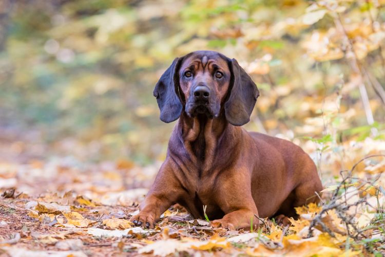 Hund, Säugetier, Wirbeltier, Canidae, Hunderasse, Fleischfresser, Bayerischer Berghund, Hund, Schnauze, brauner Bayerischer Gebirgsschweißhund liegt im Laub