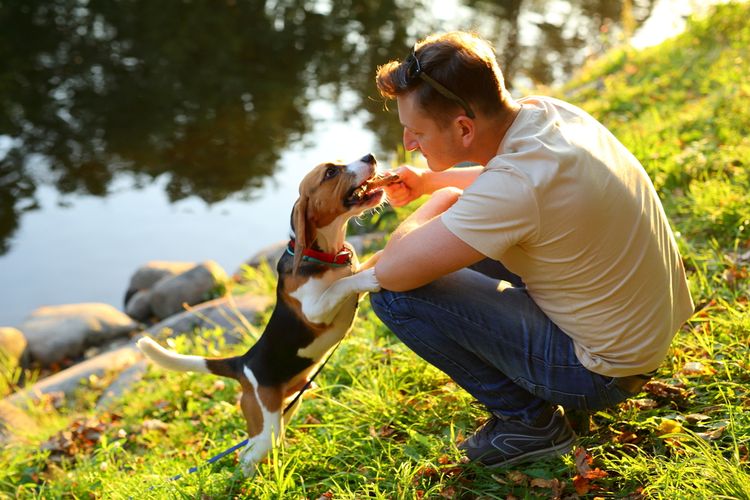 Dog gets treat, beagle begs for dog biscuit