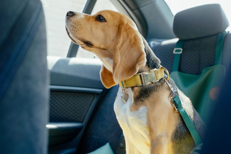 Hund, Wirbeltier, Canidae, Säugetier, Hunderasse, Schnauze, Fleischfresser, Beagle, Begleithund, Sporting Group, Ein Beagle Hund sitzt auf der Rückbank im Auto und ist am Hals angeleint, Gurt für Hunde, nicht sichere aber erlaubte Transport Möglichkeit für Hunde