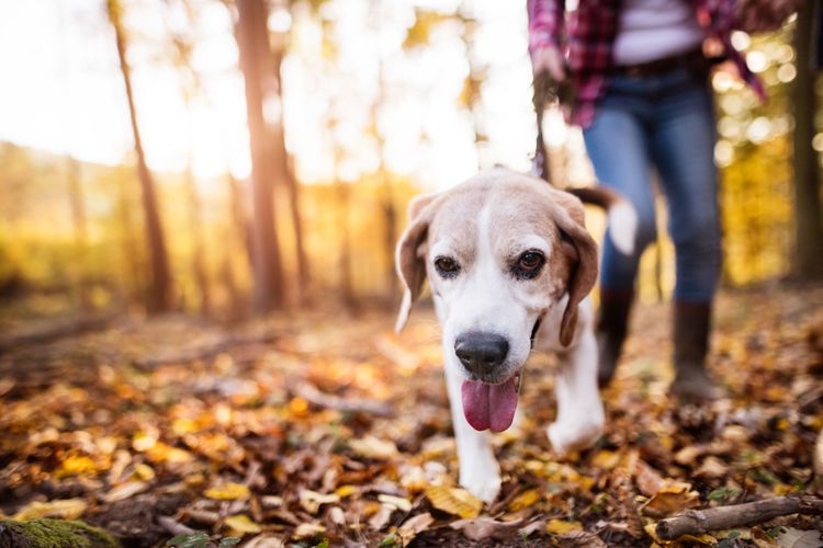 Beagle in the forest on a leash Dog,Dog breed,Canidae,Mammal,Leaf,Yellow,Snout,Labrador retriever,Carnivore,Nose,