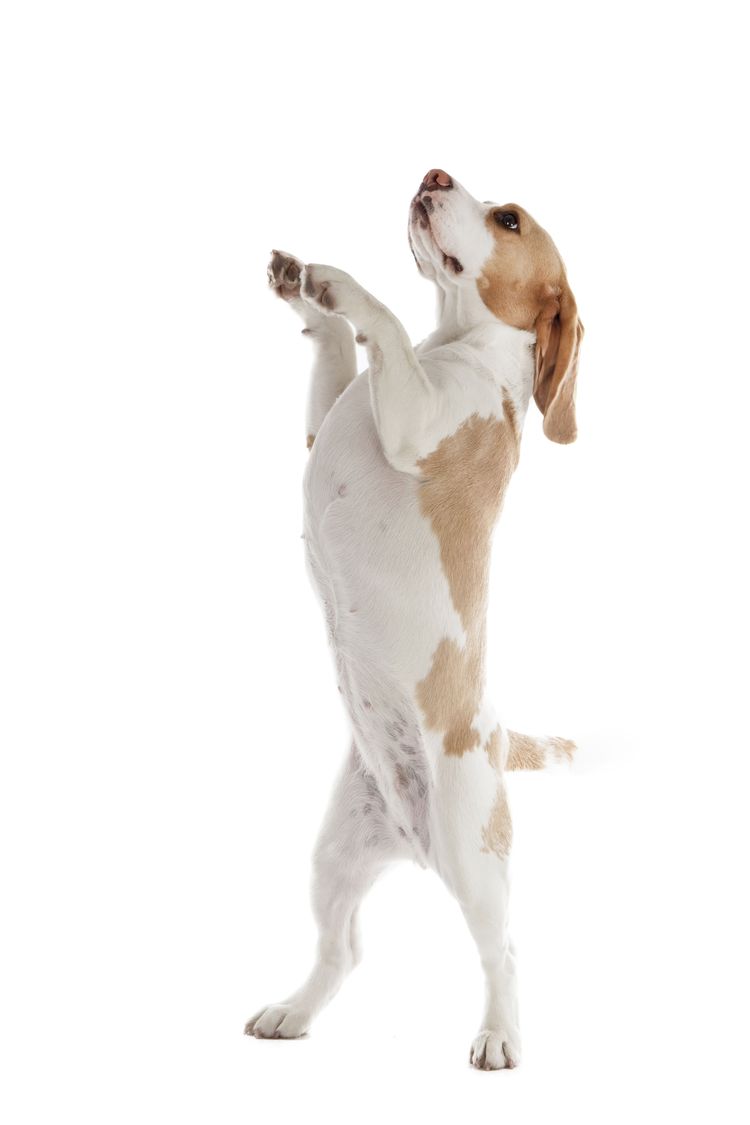 Hund, Wirbeltier, Canidae, Säugetier, Hunderasse, Fleischfresser, Sporting Group, Beagle mit hellem Feld macht Männchen vor weißem Hintergrund