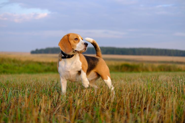 Hund, Säugetier, Wirbeltier, Canidae, Hunderasse, Beagle, Fleischfresser, gefleckter Beagle stehend auf Feld