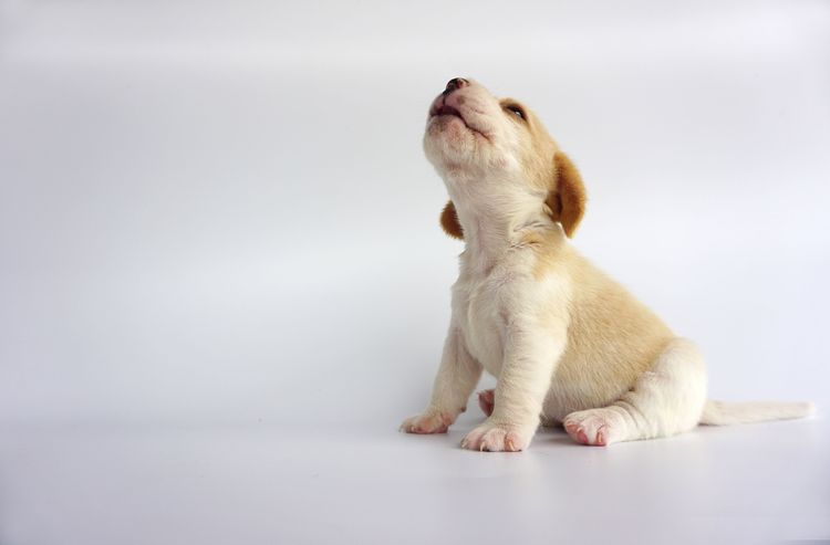 Hund, Säugetier, Wirbeltier, Canidae, Welpe, Hunderasse, Fleischfresser, Begleithund, Schnauze, Sportgruppe, Beagle Welpe jaulend, kleiner weißer Hund mit ein bisschen braun