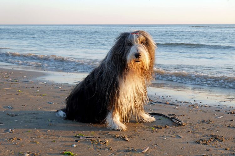 犬、哺乳類、脊椎動物、イヌ科、犬種、肉食動物、ベアデットコリー、リードをつけてビーチにいるベアデットコリー