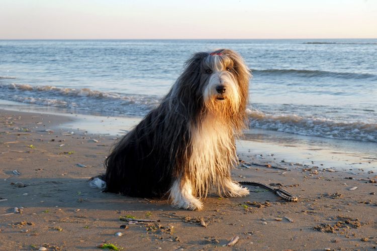 Hund, Säugetier, Wirbeltier, Canidae, Hunderasse, Fleischfresser, Bartcollie, Bearded Collie am Strand mit Leine