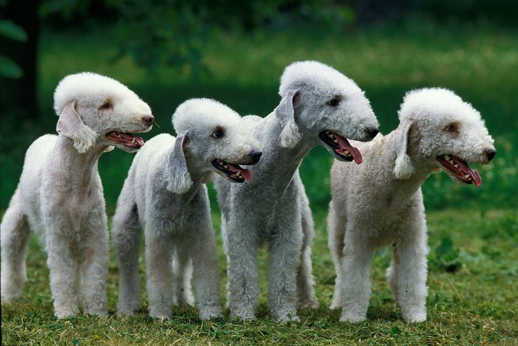 BEDLINGTON TERRIER, GRUPPE VON ERWACHSENEN IM GRAS STEHEND