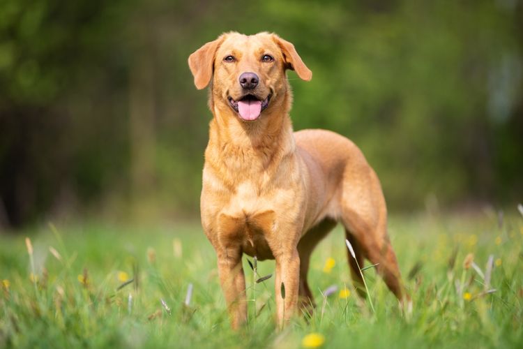 Beige, roter Labrador Arbeitslinie auf der Wiese Beige, roter Labrador Arbeitslinie auf der Wiese