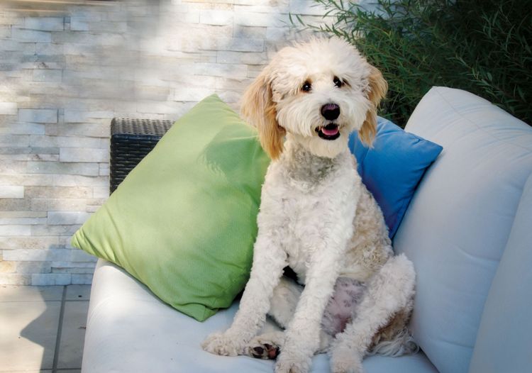 Hund, Säugetier, Wirbeltier, Hunderasse, Canidae, Standardpudel, Begleithund, Fleischfresser, Zwergpudel, Pudelkreuzung, weißer Bernedoodle sitzt am Sofa auf Terrasse vor Polster