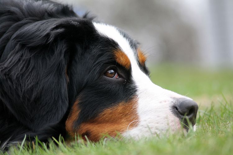 Hund, Säugetier, Wirbeltier, Hunderasse, Canidae, Berner Sennenhund, Fleischfresser, Begleithund, Schnauze, Arbeitshund, Berner Sennenhund liegt miit Kopf im Grad