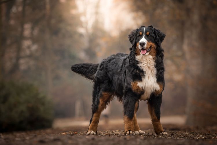 Berner Sennenhund steht im Wakld Hund, Säugetier, Wirbeltier, Hunderasse, Canidae, Fleischfresser, Berner Sennenhund, Sportgruppe, Arbeitshund, Berner Sennenhund steht im Herbstwald