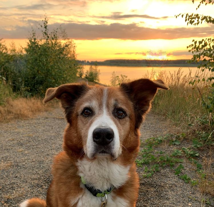 Himmel, Hund, Wasser, Wolke, Pflanze, Fleischfresser, Naturlandschaft, Gras, Hunderasse, Landschaft,