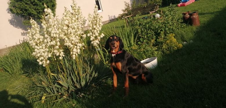 Pflanze, Hund, Blume, Sonnenlicht, Gras, Rehkitz, Fleischfresser, Hunderasse, Menschen in der Natur, Strauch,