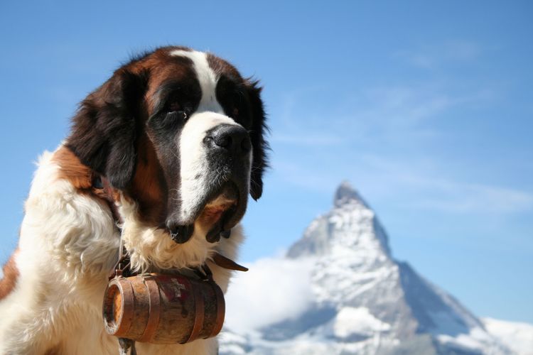 Hund, Säugetier, Wirbeltier, Hunderasse, Canidae, St. bernard, fleischfresser, riesenhunderasse, schnauze, Bernhardiner auf Gletscher mit Fass um den Hals mit Bergspitze im Hintergrund