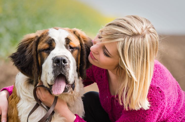 race calme de chien de famille, saint-bernard