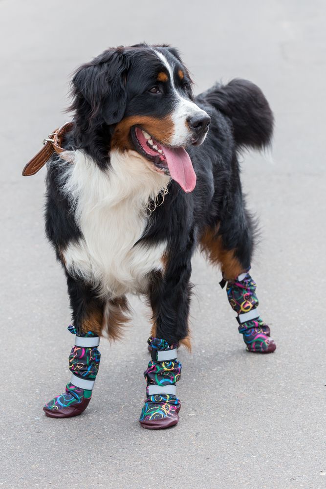 カラフルな色の肉球プロテクターを履いているベルハーディナー犬、雪の中で犬の靴を履いている大型犬種、冬の犬の靴、大型犬用の犬の靴