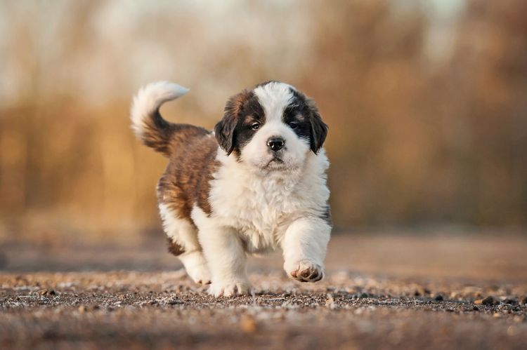 Kutya, emlős, gerinces, kutyafajta, Canidae, kölyökkutya, húsevő, Szent Bernárd, pireneusi masztiff, barna és fehér bernard kölyökkutya sétál át az úttesten.