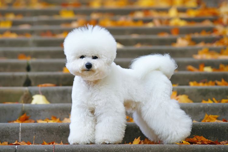 Bichon Frise auf Stiege Bichon Frise mit frisch geschnitterem Fell, Schur beim Hund, kleiner weißer Hund, Begleithund