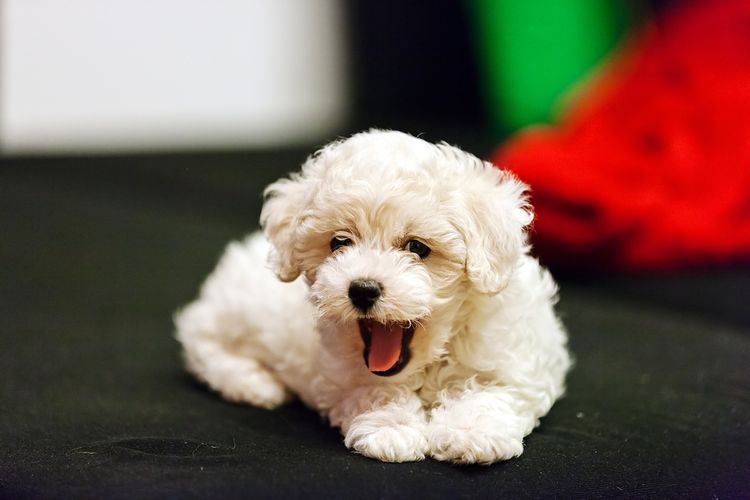 Hund mit Locken, Hund ähnlich Pudel, Bichon Frise Hund Welpe, weißer kleiner Hund