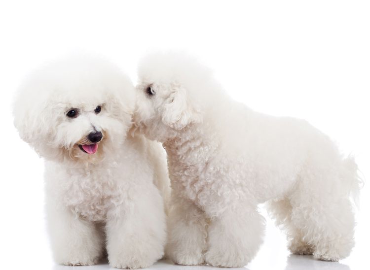 Bichon Frise, kleiner weißer Hund mit Locken, Hund ähnlich Pudel, Begleithund, Hund für Senioren