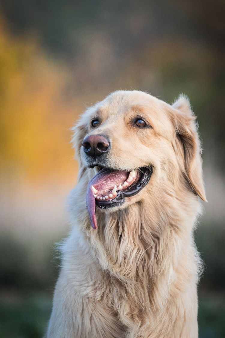 Dog, mammal, vertebrate, breed of dog, Canidae, breed similar to Golden Retriever, carnivore, dog similar to Retriever, companion dog, Sporting Group, often confused but is a Hovawart, dog with long blond coat