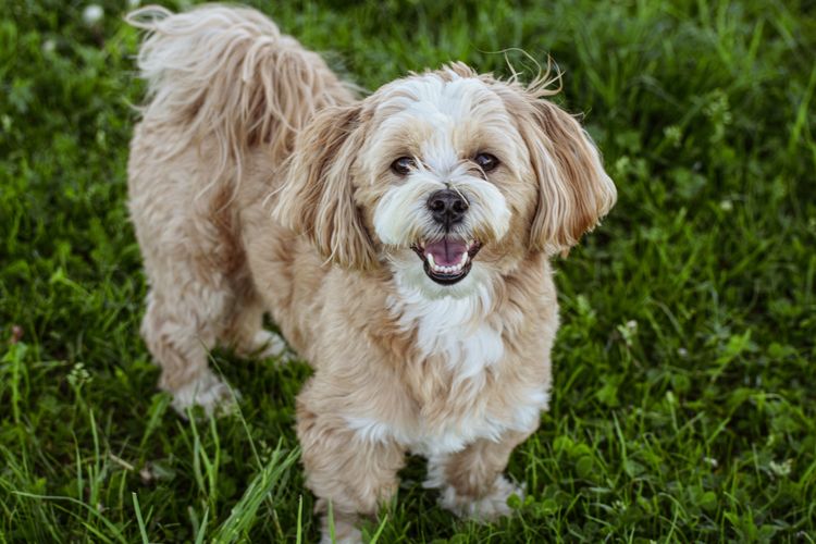 Hund,Hunderasse,Fleischfresser,Pflanze,Begleithund,Gras,Schnauze,Spielzeughund,Sportliche Gruppe,Canidae,