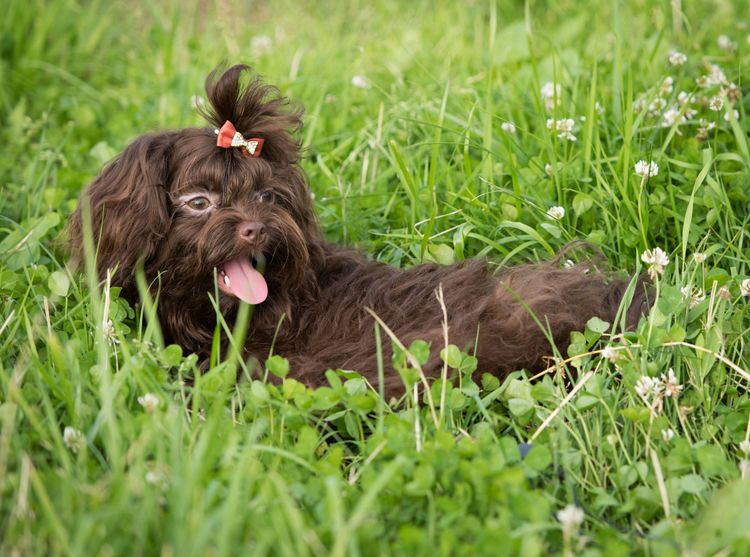 race de chien populaire en Autriche