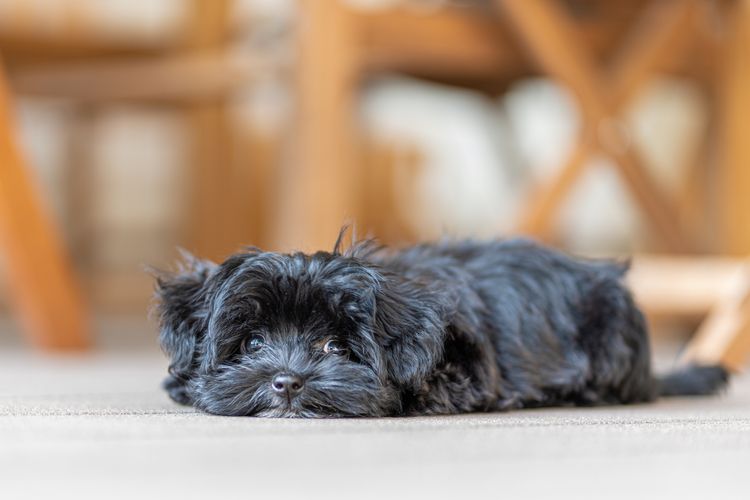 Bolonka Zwetna russischer Hund Hund,Hunderasse,Fleischfresser,Begleithund,Spielzeughund,Leber,Schnauze,Sportliche Gruppe,Canidae,Terrier,